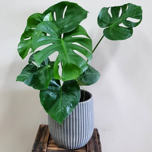 Monstera :: Hanging Basket Florist Rockingham