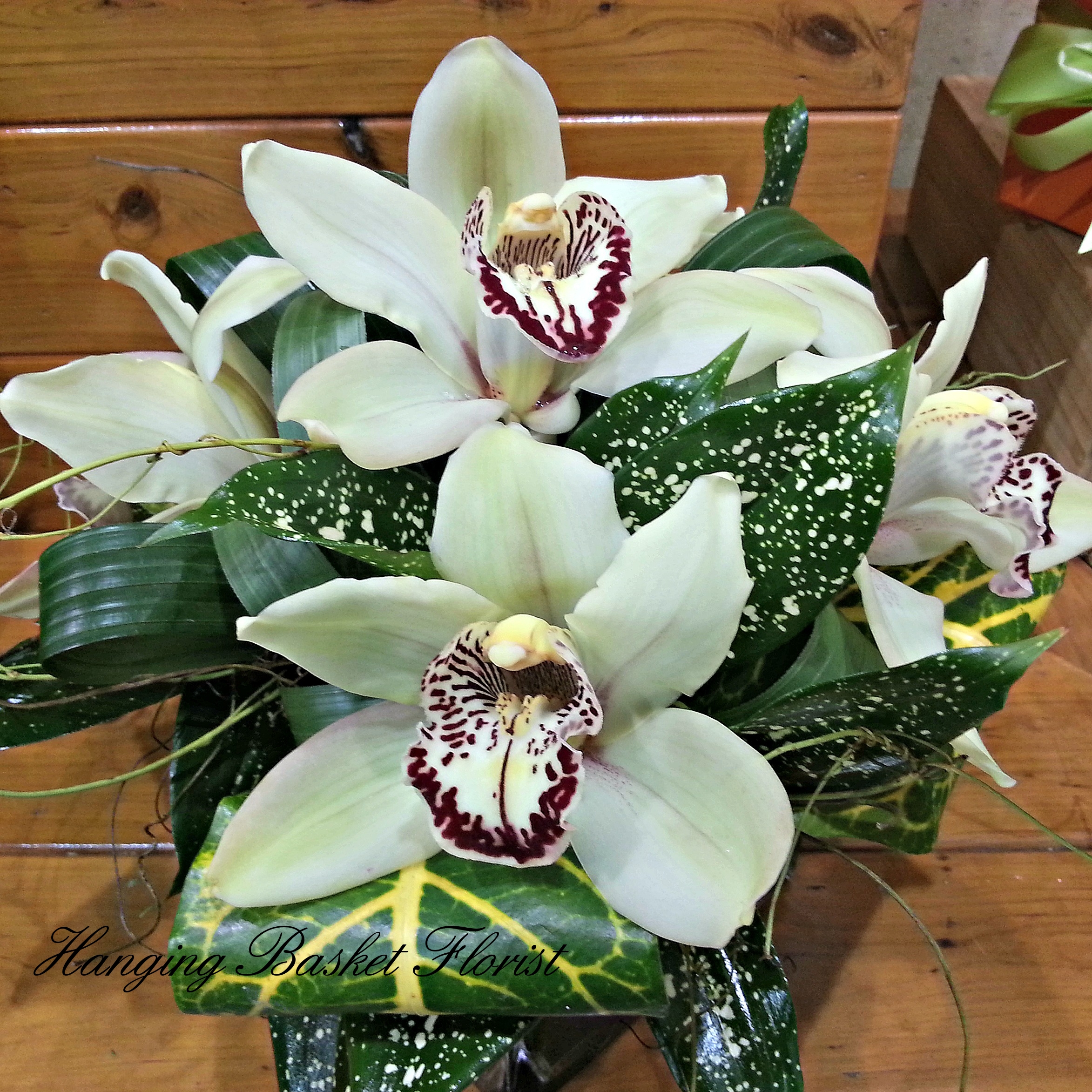 Cymbidium Orchid Vase Hanging Basket Florist Rockingham