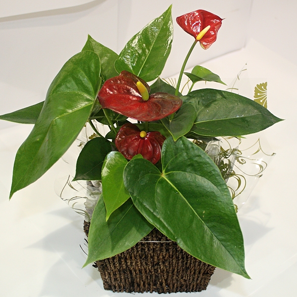 Anthurium Hanging Basket Florist Rockingham