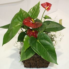 Anthurium Plant