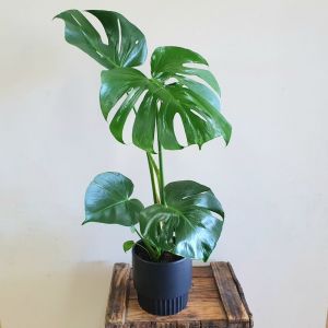 Monstera