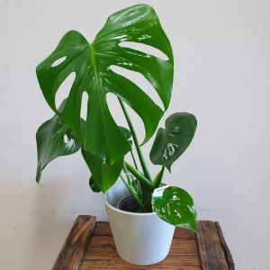 Small Monstera