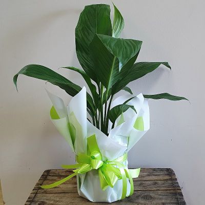 Large Peace Lily