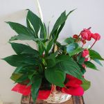 Christmas Plant Basket