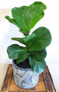 Fiddle Leaf Bambino