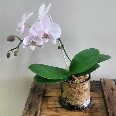 Mini Orchid Plant